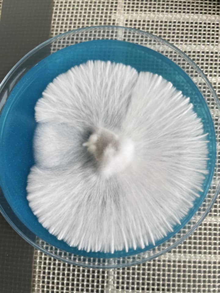 APE 221 Agar plate
